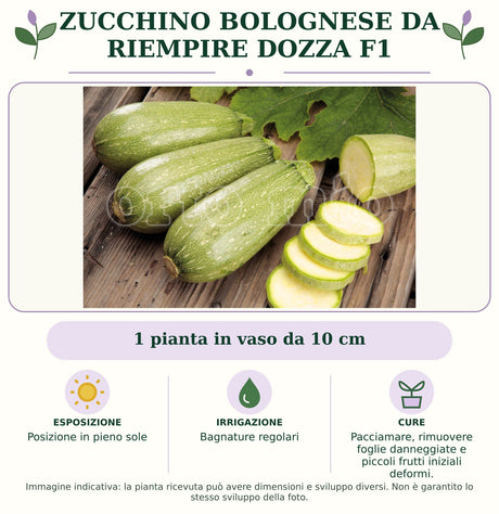 Zucchino Bolognese da riempire Dozza F1: 1 pianta in vaso da 10 cm. Posizione in pieno sole. Bagnature regolari. Pacciamare, rimuovere foglie danneggiate e piccoli frutti iniziali deformi.. Immagine indicativa.