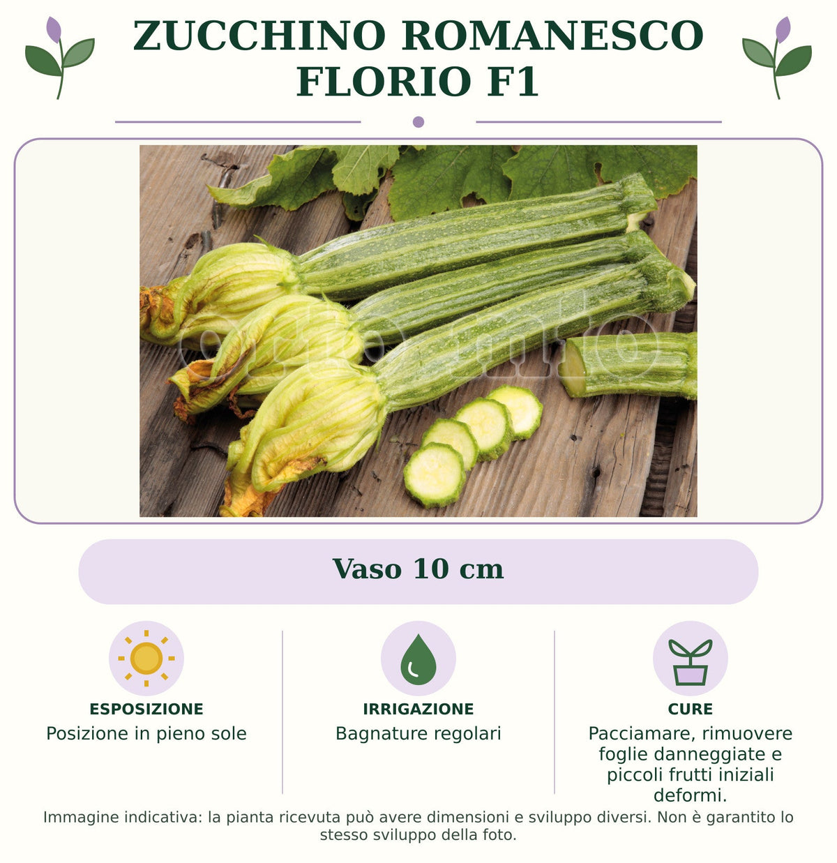 Zucchino Romanesco Florio F1: Vaso 10 cm. Posizione in pieno sole. Bagnature regolari. Pacciamare, rimuovere foglie danneggiate e piccoli frutti iniziali deformi.. Immagine indicativa.