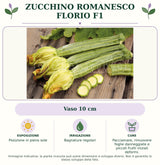 Zucchino Romanesco Florio F1: Vaso 10 cm. Posizione in pieno sole. Bagnature regolari. Pacciamare, rimuovere foglie danneggiate e piccoli frutti iniziali deformi.. Immagine indicativa.