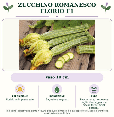 Zucchino Romanesco Florio F1: Vaso 10 cm. Posizione in pieno sole. Bagnature regolari. Pacciamare, rimuovere foglie danneggiate e piccoli frutti iniziali deformi.. Immagine indicativa.