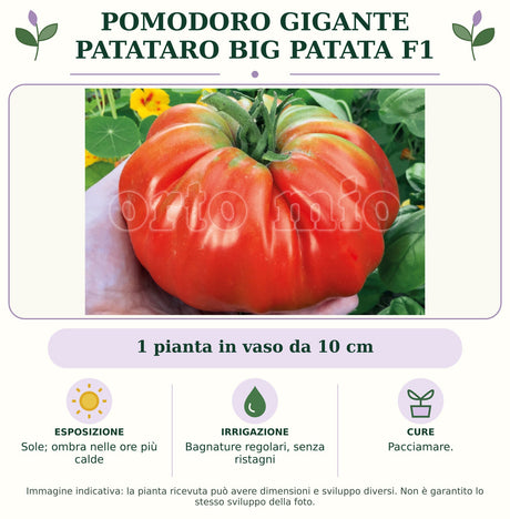 Pomodoro gigante patataro Big Patata F1: 1 pianta in vaso da 10 cm. Sole; ombra nelle ore più calde. Bagnature regolari, senza ristagni. Pacciamare.. Immagine indicativa.