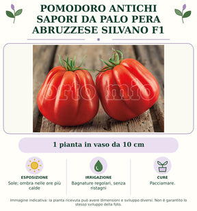 Pomodoro Antichi Sapori da palo Pera abruzzese Silvano F1: 1 pianta in vaso da 10 cm. Sole; ombra nelle ore più calde. Bagnature regolari, senza ristagni. Pacciamare.. Immagine indicativa.