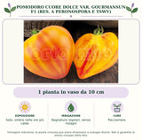 Pomodoro Cuore dolce var. Gourmansun F1 (res. a Peronospora e TSWV): 1 pianta in vaso da 10 cm. Sole; ombra nelle ore più calde. Bagnature regolari, senza ristagni. Pacciamare.. Immagine indicativa.