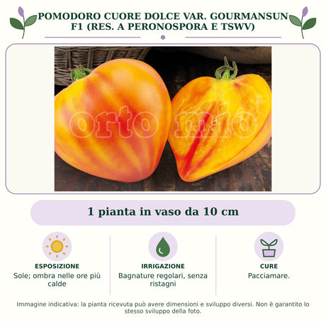Pomodoro Cuore dolce var. Gourmansun F1 (res. a Peronospora e TSWV): 1 pianta in vaso da 10 cm. Sole; ombra nelle ore più calde. Bagnature regolari, senza ristagni. Pacciamare.. Immagine indicativa.