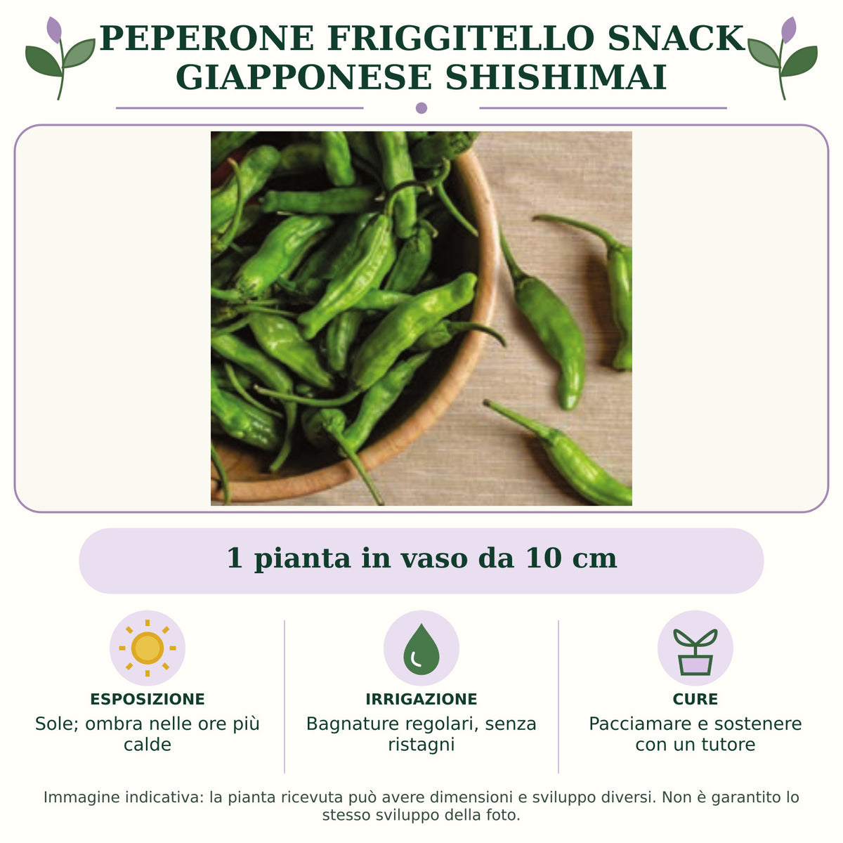 Peperone Friggitello Snack giapponese Shishimai: 1 pianta in vaso da 10 cm. Sole; ombra nelle ore più calde. Bagnature regolari, senza ristagni. Pacciamare e sostenere con un tutore. Immagine indicativa.