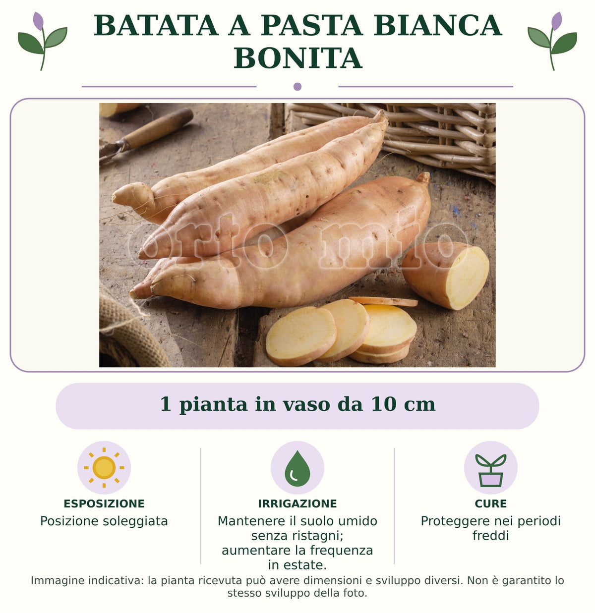 Batata a pasta bianca Bonita: 1 pianta in vaso da 10 cm. Posizione soleggiata. Mantenere il suolo umido senza ristagni; aumentare la frequenza in estate.. Proteggere nei periodi freddi. Immagine indicativa.