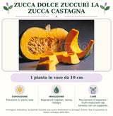 Zucca dolce Zuccurì la zucca castagna: 1 pianta in vaso da 10 cm. Posizione in pieno sole. Bagnature regolari, senza ristagni. Pacciamare e separare i frutti maturanti dal terreno con un supporto.. Immagine indicativa.