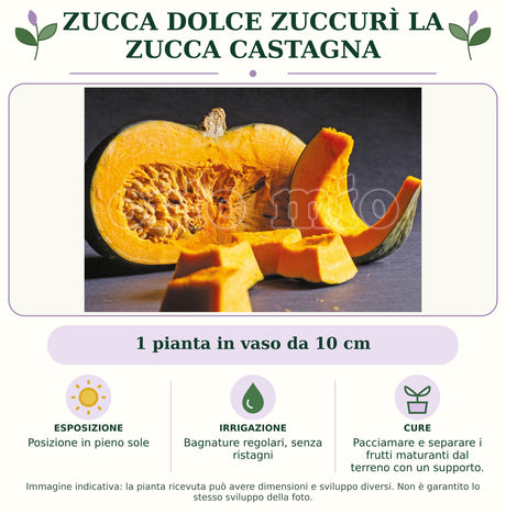 Zucca dolce Zuccurì la zucca castagna: 1 pianta in vaso da 10 cm. Posizione in pieno sole. Bagnature regolari, senza ristagni. Pacciamare e separare i frutti maturanti dal terreno con un supporto.. Immagine indicativa.