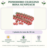 Pomodoro ciliegino Rosa Sunpeach: 1 pianta in vaso da 10 cm. Sole; ombra nelle ore più calde. Bagnature regolari, senza ristagni. Pacciamare.. Immagine indicativa.