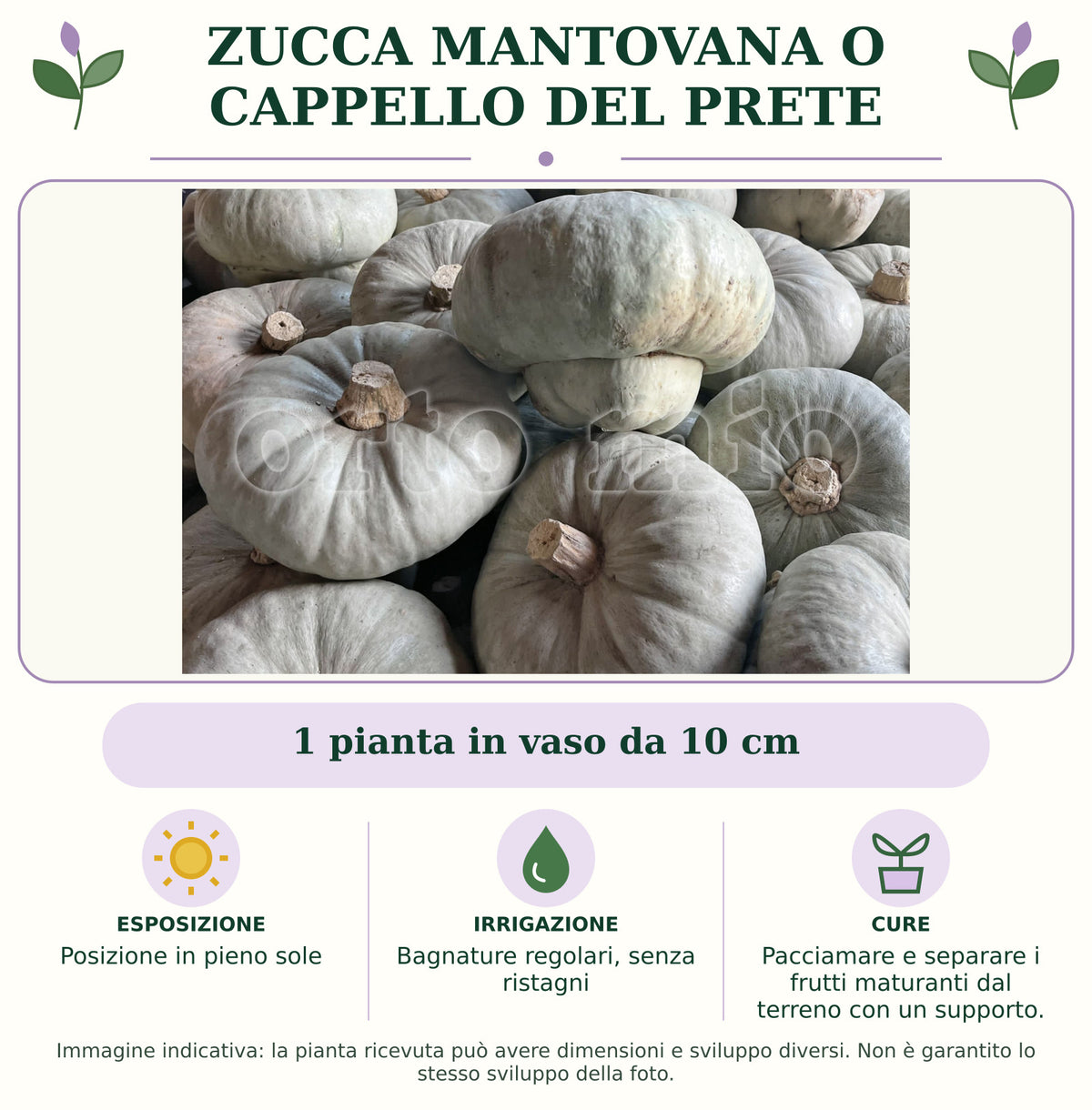 Zucca Mantovana o Cappello del Prete: 1 pianta in vaso da 10 cm. Posizione in pieno sole. Bagnature regolari, senza ristagni. Pacciamare e separare i frutti maturanti dal terreno con un supporto.. Immagine indicativa.