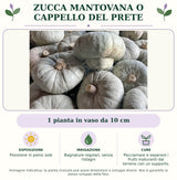 Zucca Mantovana o Cappello del Prete: 1 pianta in vaso da 10 cm. Posizione in pieno sole. Bagnature regolari, senza ristagni. Pacciamare e separare i frutti maturanti dal terreno con un supporto.. Immagine indicativa.
