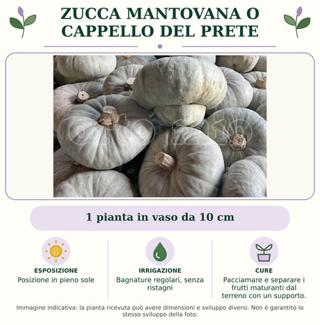 Zucca Mantovana o Cappello del Prete: 1 pianta in vaso da 10 cm. Posizione in pieno sole. Bagnature regolari, senza ristagni. Pacciamare e separare i frutti maturanti dal terreno con un supporto.. Immagine indicativa.