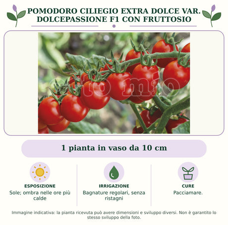 Pomodoro Ciliegio extra dolce var. Dolcepassione F1 con fruttosio: 1 pianta in vaso da 10 cm. Sole; ombra nelle ore più calde. Bagnature regolari, senza ristagni. Pacciamare.. Immagine indicativa.
