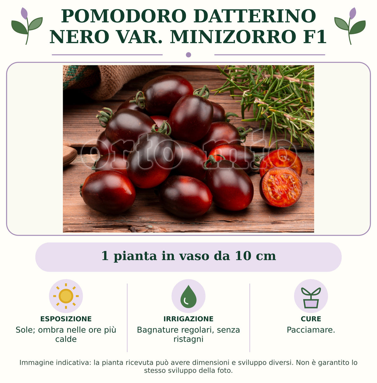 Pomodoro Datterino nero var. Minizorro F1: 1 pianta in vaso da 10 cm. Sole; ombra nelle ore più calde. Bagnature regolari, senza ristagni. Pacciamare.. Immagine indicativa.