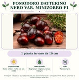 Pomodoro Datterino nero var. Minizorro F1: 1 pianta in vaso da 10 cm. Sole; ombra nelle ore più calde. Bagnature regolari, senza ristagni. Pacciamare.. Immagine indicativa.