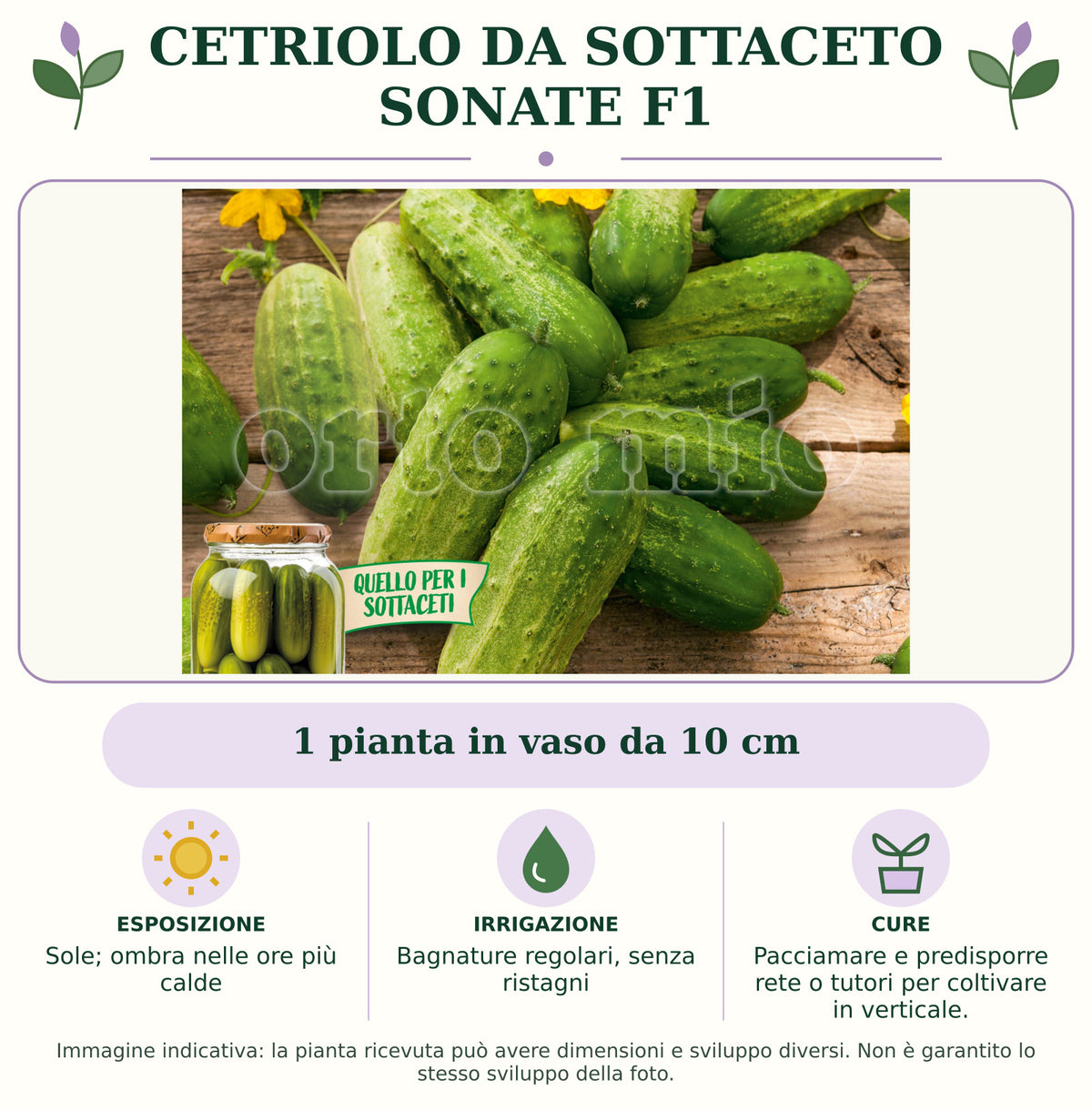 Cetriolo da sottaceto Sonate F1: 1 pianta in vaso da 10 cm. Sole; ombra nelle ore più calde. Bagnature regolari, senza ristagni. Pacciamare e predisporre rete o tutori per coltivare in verticale.. Immagine indicativa.