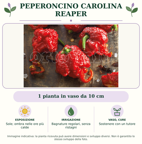 Peperoncino Carolina Reaper: 1 pianta in vaso da 10 cm. Sole; ombra nelle ore più calde. Bagnature regolari, senza ristagni. Sostenere con un tutore. Immagine indicativa.