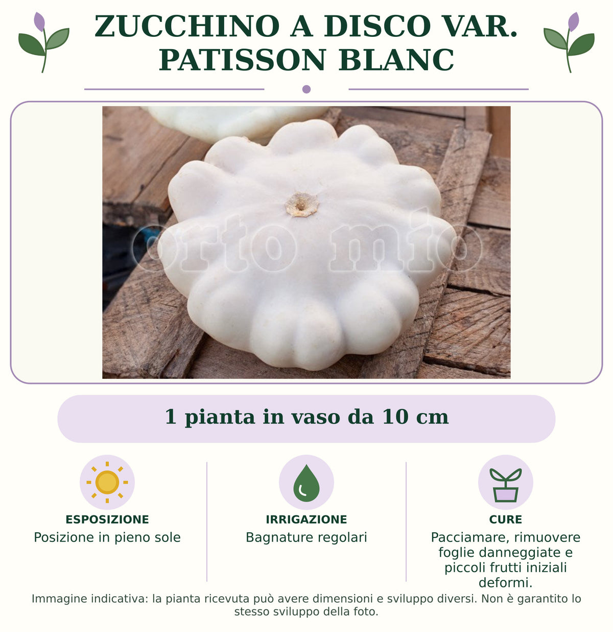 Zucchino a disco var. Patisson Blanc: 1 pianta in vaso da 10 cm. Posizione in pieno sole. Bagnature regolari. Pacciamare, rimuovere foglie danneggiate e piccoli frutti iniziali deformi.. Immagine indicativa.