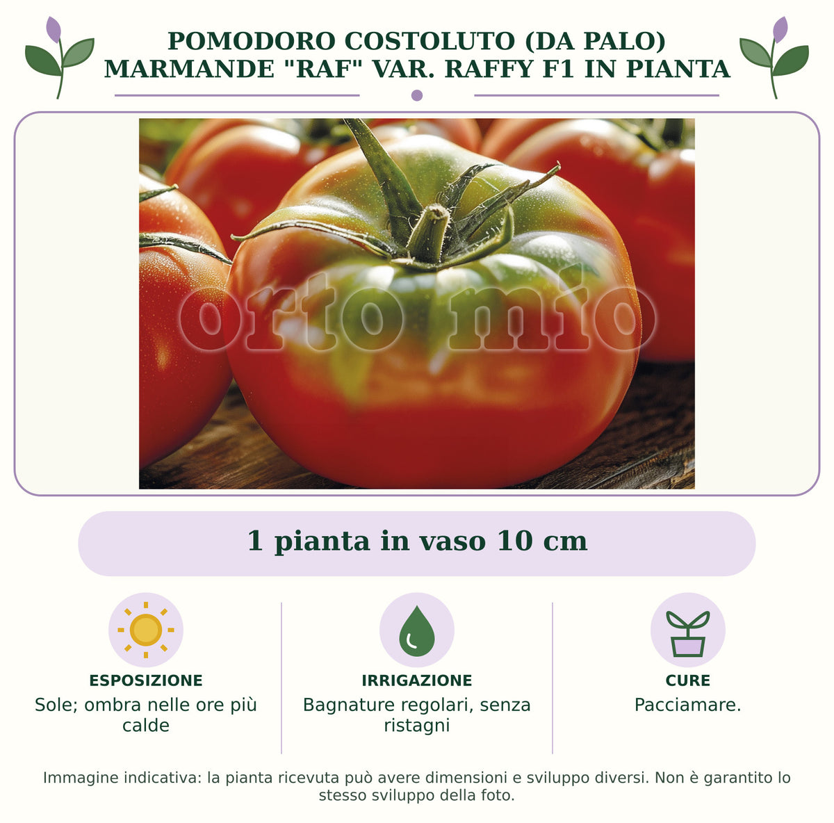 Pomodoro costoluto (da palo) Marmande "Raf" var. Raffy F1 in pianta: 1 pianta in vaso 10 cm. Sole; ombra nelle ore più calde. Bagnature regolari, senza ristagni. Pacciamare.. Immagine indicativa.