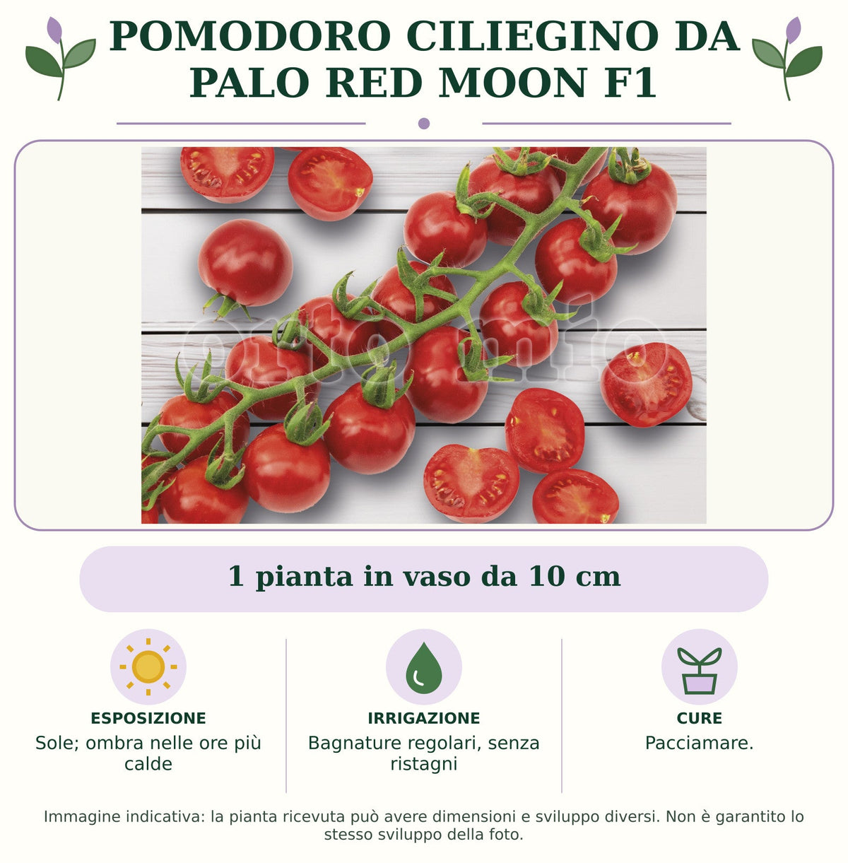 Pomodoro ciliegino da palo Red Moon F1: 1 pianta in vaso da 10 cm. Sole; ombra nelle ore più calde. Bagnature regolari, senza ristagni. Pacciamare.. Immagine indicativa.