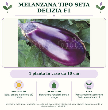 Melanzana Tipo Seta Delizia F1: 1 pianta in vaso da 10 cm. Sole; ombra nelle ore più calde. Bagnature regolari, senza ristagni. Pacciamare e sostenere fusto e rami carichi.. Immagine indicativa.