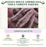 Batata Dolce Americana Viola varietà Sakura: 1 pianta in vaso 10 cm. Posizione soleggiata. Mantenere il suolo umido senza ristagni; aumentare la frequenza in estate.. Proteggere nei periodi freddi. Immagine indicativa.