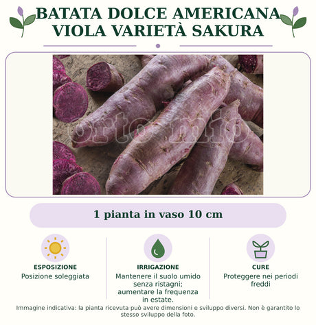 Batata Dolce Americana Viola varietà Sakura: 1 pianta in vaso 10 cm. Posizione soleggiata. Mantenere il suolo umido senza ristagni; aumentare la frequenza in estate.. Proteggere nei periodi freddi. Immagine indicativa.