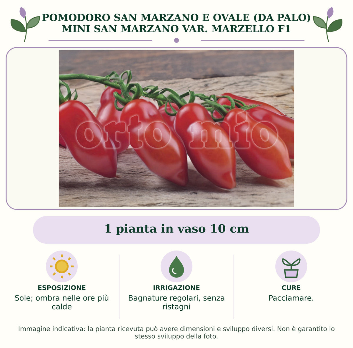 Pomodoro San Marzano e ovale (da palo) Mini San Marzano var. Marzello F1: 1 pianta in vaso 10 cm. Sole; ombra nelle ore più calde. Bagnature regolari, senza ristagni. Pacciamare.. Immagine indicativa.