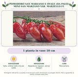 Pomodoro San Marzano e ovale (da palo) Mini San Marzano var. Marzello F1: 1 pianta in vaso 10 cm. Sole; ombra nelle ore più calde. Bagnature regolari, senza ristagni. Pacciamare.. Immagine indicativa.