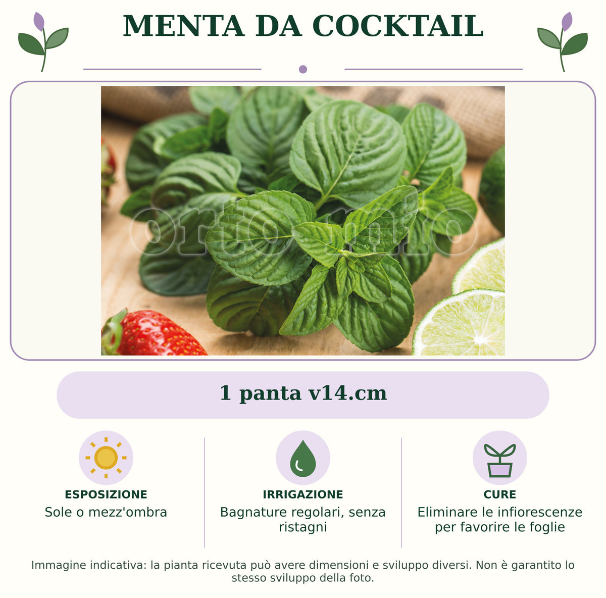 Menta da Cocktail: 1 panta v14.cm. Sole o mezz'ombra. Bagnature regolari, senza ristagni. Eliminare le infiorescenze per favorire le foglie. Immagine indicativa.