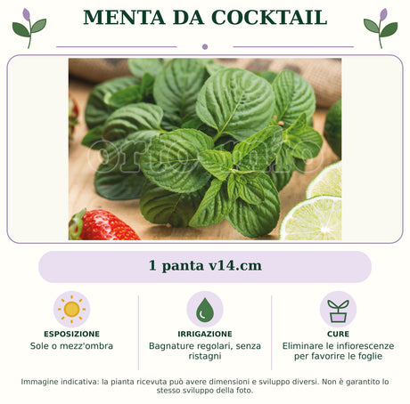 Menta da Cocktail: 1 panta v14.cm. Sole o mezz'ombra. Bagnature regolari, senza ristagni. Eliminare le infiorescenze per favorire le foglie. Immagine indicativa.