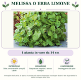 Melissa o Erba Limone: 1 pianta in vaso da 14 cm. Sole; ombra nelle ore più calde. Bagnature regolari, senza ristagni. Proteggere dal gelo. Immagine indicativa.
