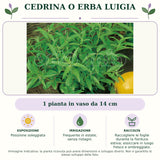 Cedrina o Erba Luigia: 1 pianta in vaso da 14 cm. Posizione soleggiata. Frequente in estate, senza ristagni.. Raccogliere le foglie durante la fioritura estiva; essiccare in luogo fresco e ombreggiato.. Immagine indicativa.