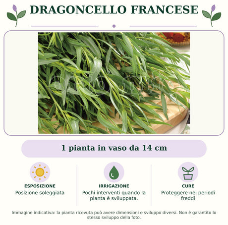 Dragoncello francese: 1 pianta in vaso da 14 cm. Posizione soleggiata. Pochi interventi quando la pianta è sviluppata.. Proteggere nei periodi freddi. Immagine indicativa.
