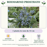 Rosmarino Prostrato: 1 pianta in vaso da 14 cm. Posizione in pieno sole. Bagnature regolari. Riparare dalle forti gelate; apportare stallatico in autunno.. Immagine indicativa.