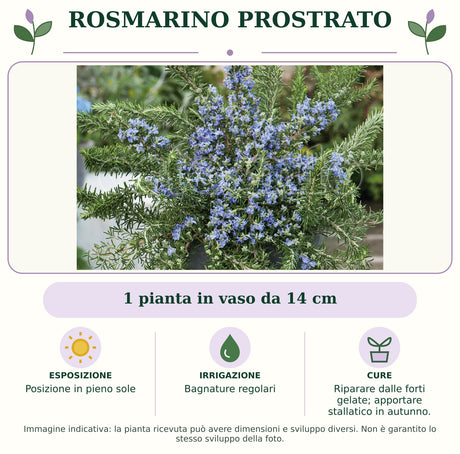 Rosmarino Prostrato: 1 pianta in vaso da 14 cm. Posizione in pieno sole. Bagnature regolari. Riparare dalle forti gelate; apportare stallatico in autunno.. Immagine indicativa.