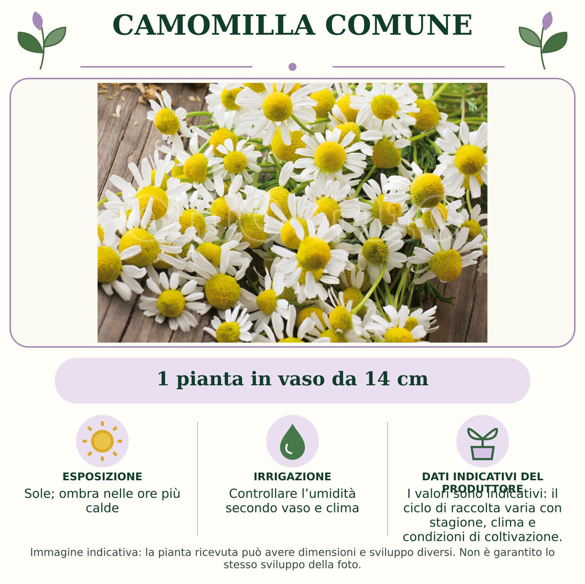 Camomilla Comune: 1 pianta in vaso da 14 cm. Sole; ombra nelle ore più calde. Controllare l’umidità secondo vaso e clima. I valori sono indicativi: il ciclo di raccolta varia con stagione, clima e condizioni di coltivazione.. Immagine indicativa.