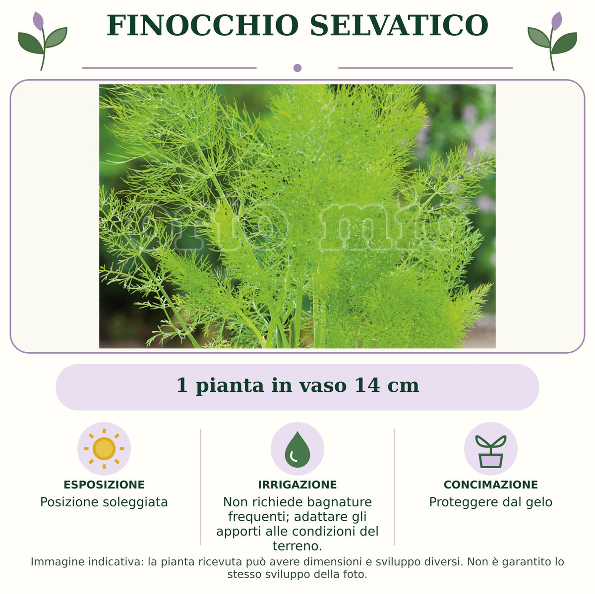 Finocchio Selvatico: 1 pianta in vaso 14 cm. Posizione soleggiata. Non richiede bagnature frequenti; adattare gli apporti alle condizioni del terreno.. Proteggere dal gelo. Immagine indicativa.