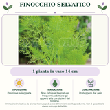 Finocchio Selvatico: 1 pianta in vaso 14 cm. Posizione soleggiata. Non richiede bagnature frequenti; adattare gli apporti alle condizioni del terreno.. Proteggere dal gelo. Immagine indicativa.