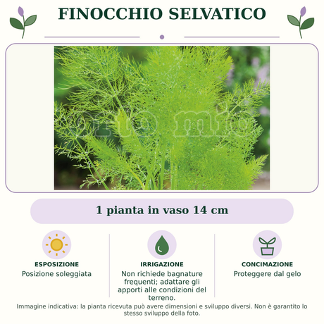 Finocchio Selvatico: 1 pianta in vaso 14 cm. Posizione soleggiata. Non richiede bagnature frequenti; adattare gli apporti alle condizioni del terreno.. Proteggere dal gelo. Immagine indicativa.