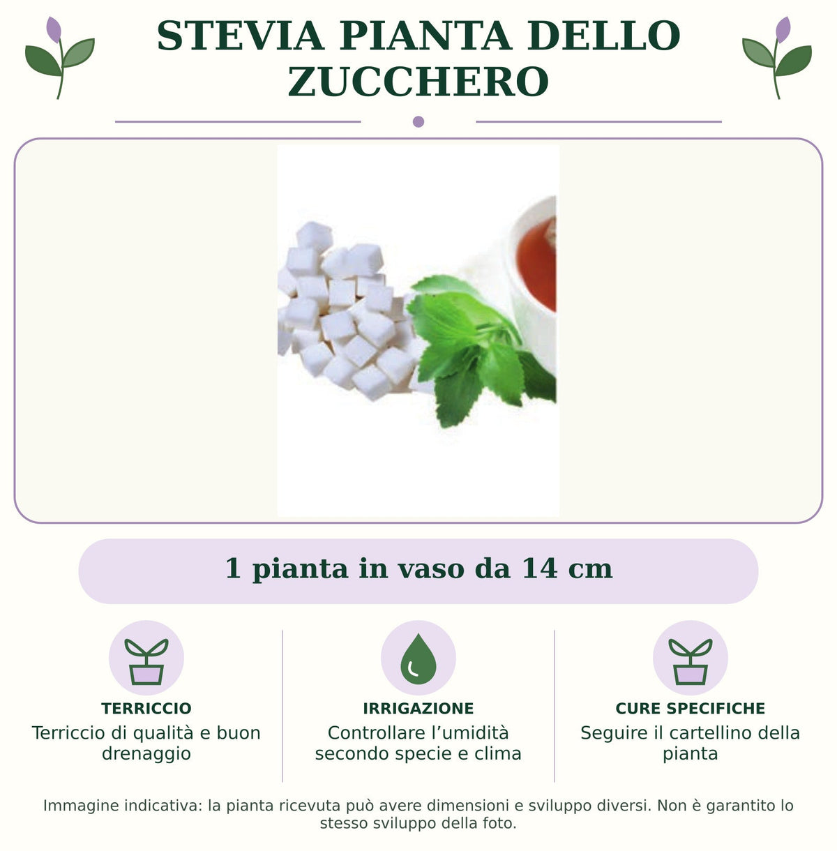 Stevia pianta dello Zucchero: 1 pianta in vaso da 14 cm. Terriccio di qualità e buon drenaggio. Controllare l’umidità secondo specie e clima. Seguire il cartellino della pianta. Immagine indicativa.