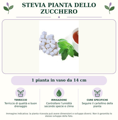 Stevia pianta dello Zucchero: 1 pianta in vaso da 14 cm. Terriccio di qualità e buon drenaggio. Controllare l’umidità secondo specie e clima. Seguire il cartellino della pianta. Immagine indicativa.