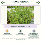 Maggiorana: 1 pianta in vaso da 14 cm. Posizione soleggiata. Bagnature moderate. I valori sono indicativi: il ciclo di raccolta varia con stagione, clima e condizioni di coltivazione.. Immagine indicativa.
