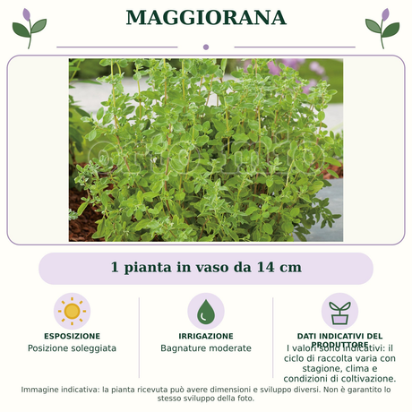 Maggiorana: 1 pianta in vaso da 14 cm. Posizione soleggiata. Bagnature moderate. I valori sono indicativi: il ciclo di raccolta varia con stagione, clima e condizioni di coltivazione.. Immagine indicativa.