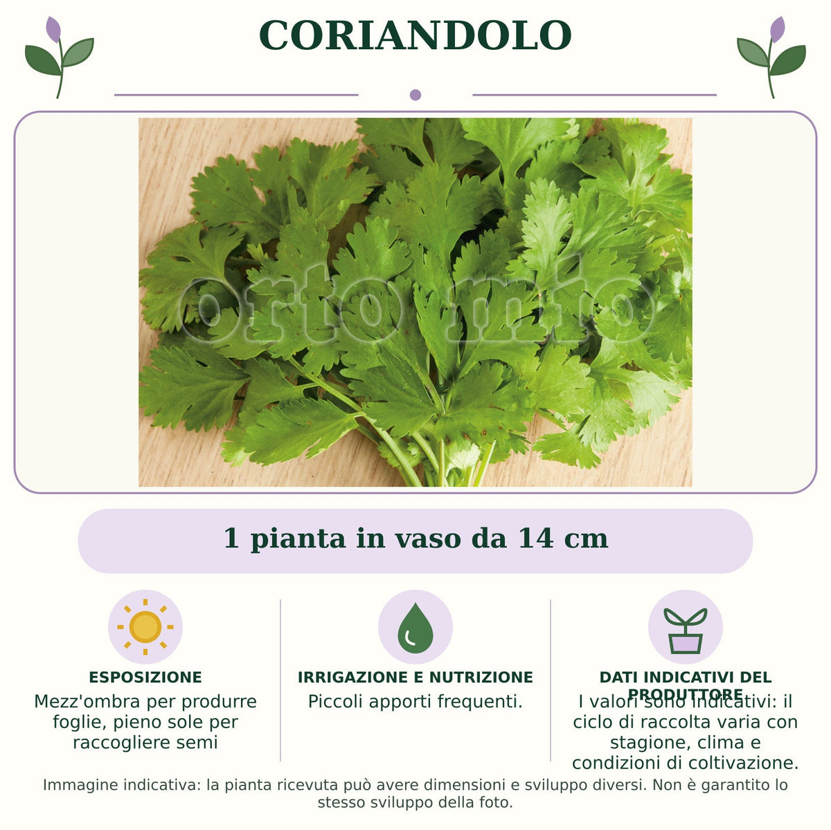 Coriandolo: 1 pianta in vaso da 14 cm. Mezz'ombra per produrre foglie, pieno sole per raccogliere semi. Piccoli apporti frequenti.. I valori sono indicativi: il ciclo di raccolta varia con stagione, clima e condizioni di coltivazione.. Immagine indicativa.