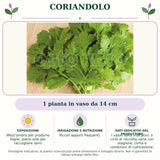 Coriandolo: 1 pianta in vaso da 14 cm. Mezz'ombra per produrre foglie, pieno sole per raccogliere semi. Piccoli apporti frequenti.. I valori sono indicativi: il ciclo di raccolta varia con stagione, clima e condizioni di coltivazione.. Immagine indicativa.