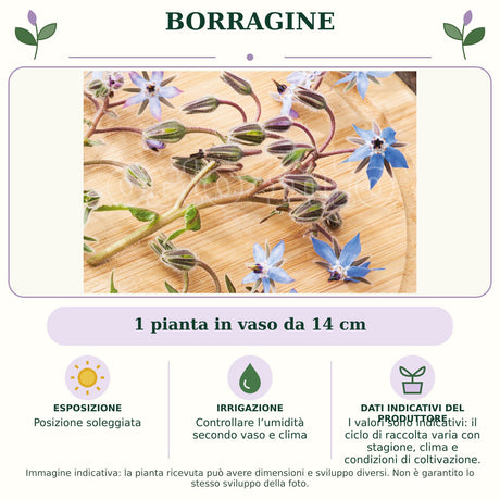 Borragine: 1 pianta in vaso da 14 cm. Posizione soleggiata. Controllare l’umidità secondo vaso e clima. I valori sono indicativi: il ciclo di raccolta varia con stagione, clima e condizioni di coltivazione.. Immagine indicativa.