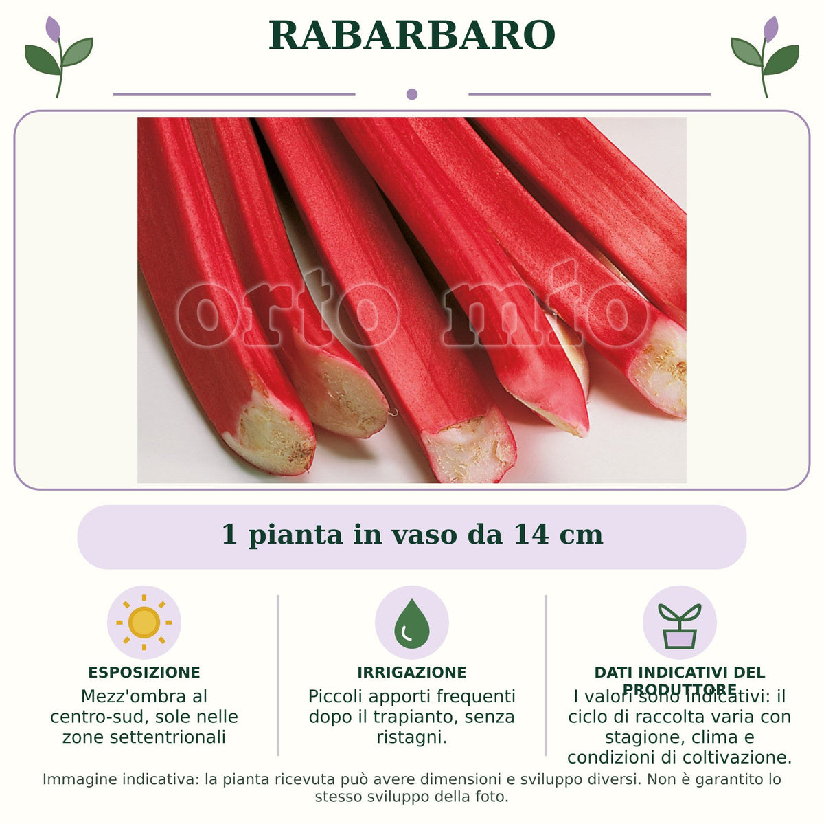 Rabarbaro: 1 pianta in vaso da 14 cm. Mezz'ombra al centro-sud, sole nelle zone settentrionali. Piccoli apporti frequenti dopo il trapianto, senza ristagni.. I valori sono indicativi: il ciclo di raccolta varia con stagione, clima e condizioni di coltivazione.. Immagine indicativa.