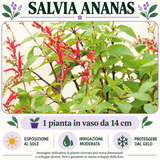 Salvia ananas: 1 pianta in vaso da 14 cm. Esposizione al sole, irrigazione moderata e protezione dal gelo. Fotografia indicativa.