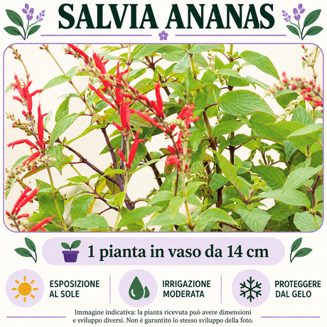Salvia ananas: 1 pianta in vaso da 14 cm. Esposizione al sole, irrigazione moderata e protezione dal gelo. Fotografia indicativa.